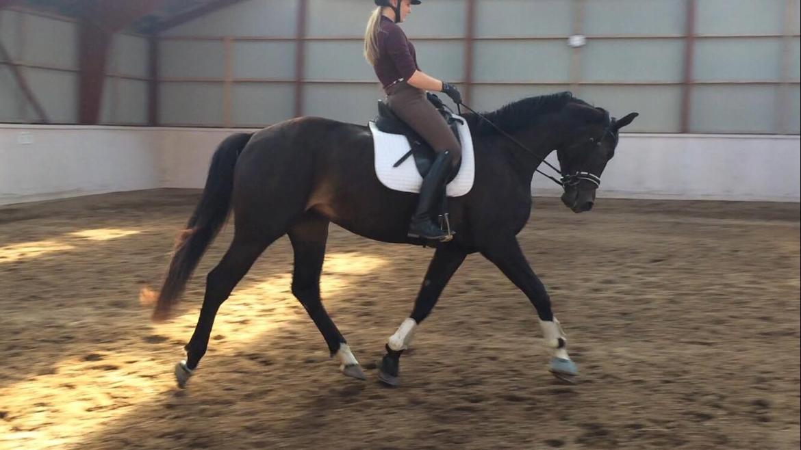 Dansk Varmblod Bjerresmindes Felippa - Første gang jeg prøvede hende billede 17