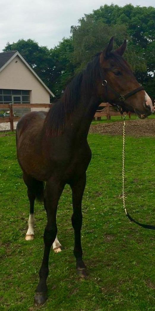 Anden særlig race Solvangs Sir Arthur billede 1