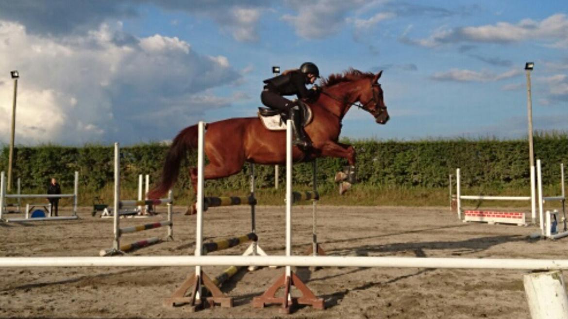 Anden særlig race Skovlunds Lacoste  billede 2