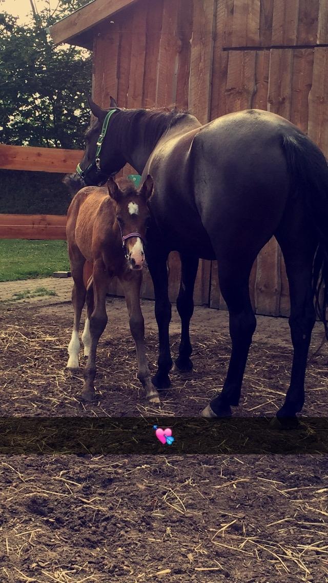 Anden særlig race Solvangs Sir Arthur billede 2