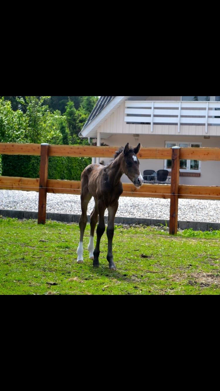 Anden særlig race Solvangs Sir Arthur billede 3