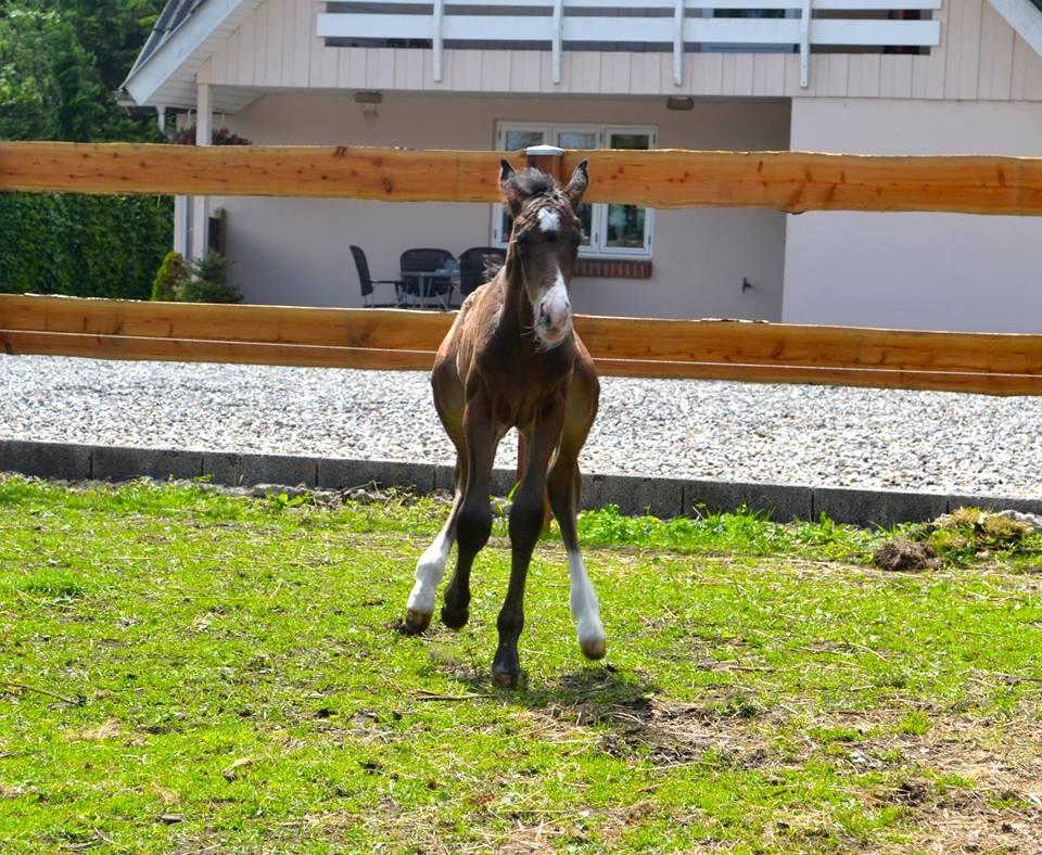 Anden særlig race Solvangs Sir Arthur billede 4