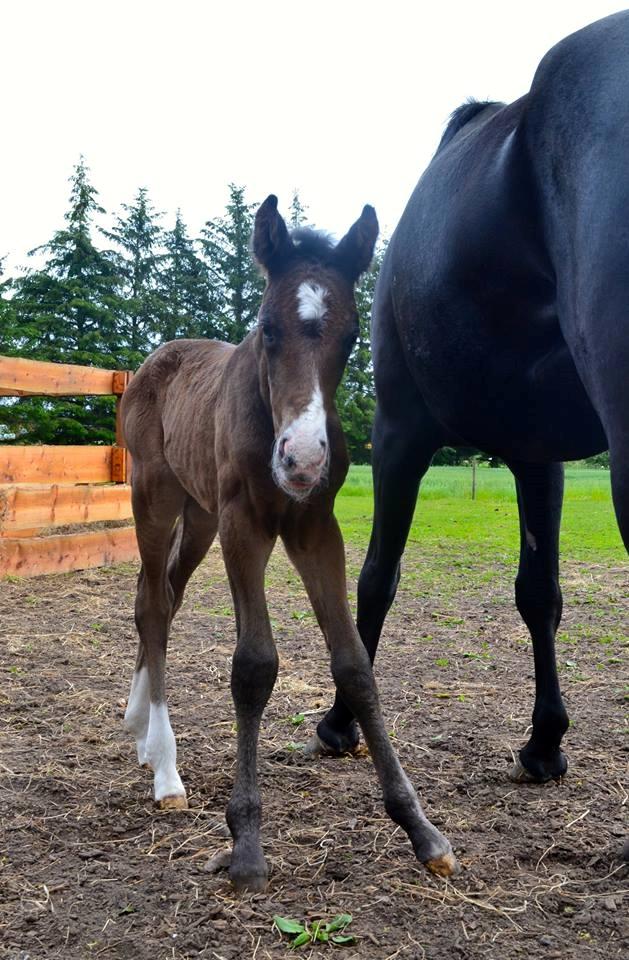 Anden særlig race Solvangs Sir Arthur billede 6