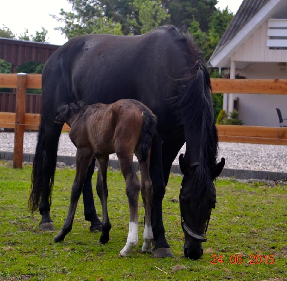 Anden særlig race Solvangs Sir Arthur billede 5