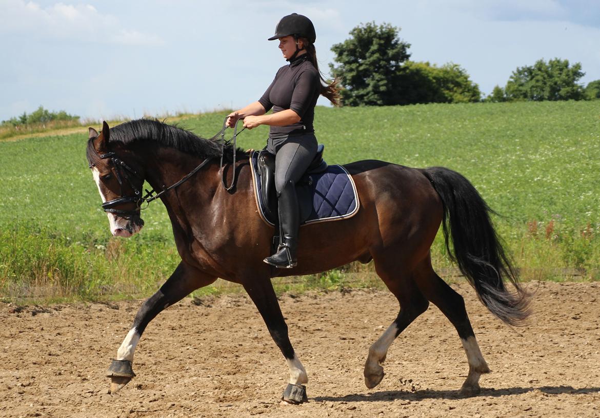 Hollandsk Varmblod Cor De Leandre billede 2