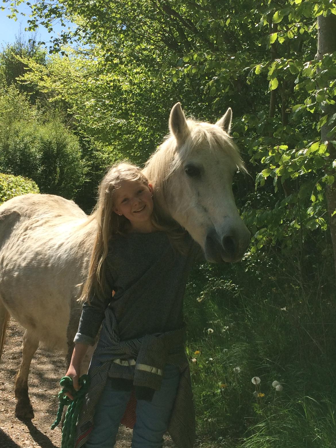 Welsh Partbred (Sec F) Bjerregårds Silva - I skoven på en skøn langtur forår 2015 billede 13