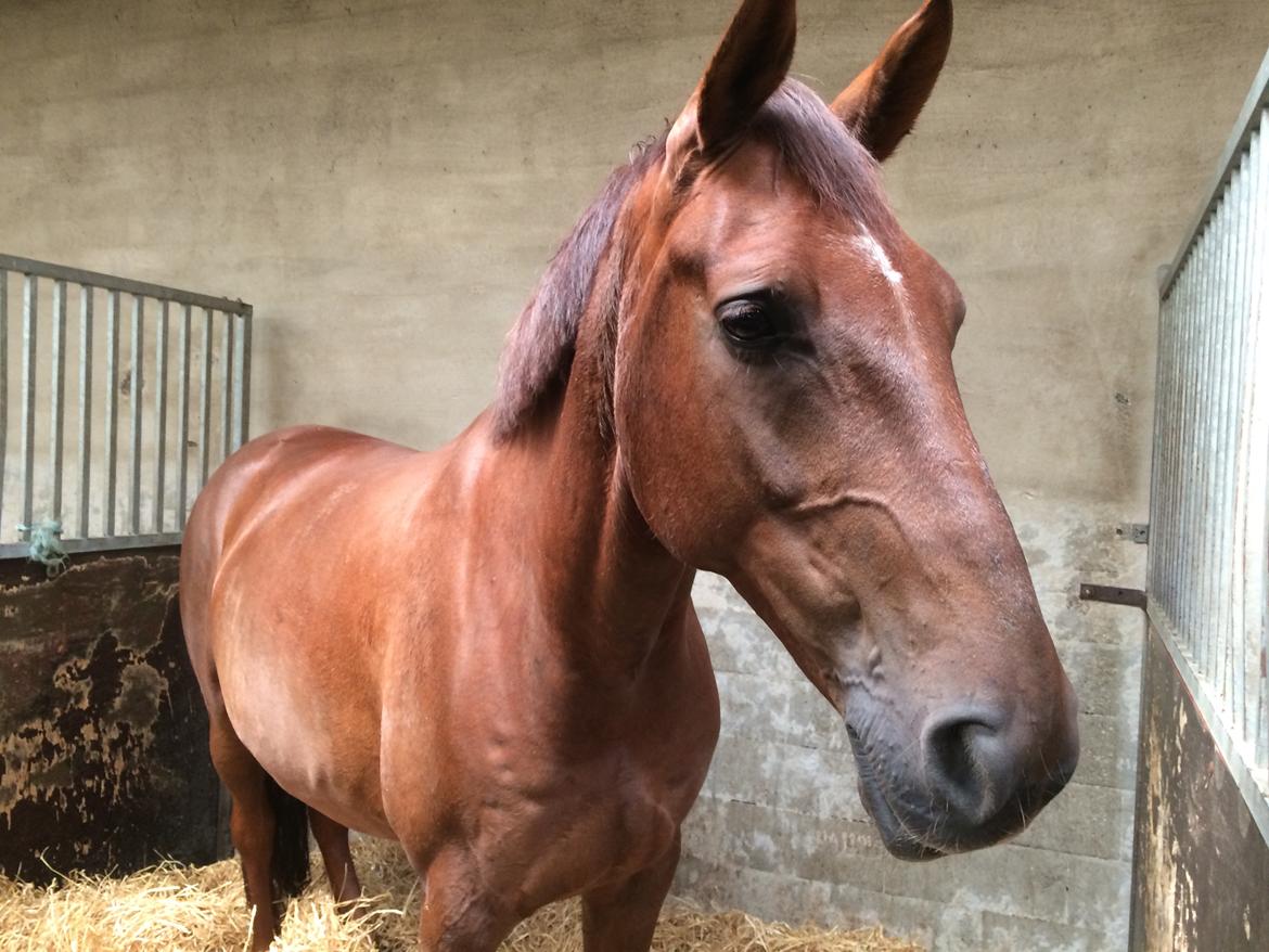 Dansk Varmblod Løgtoft's Diago. Tidl. Hest billede 15