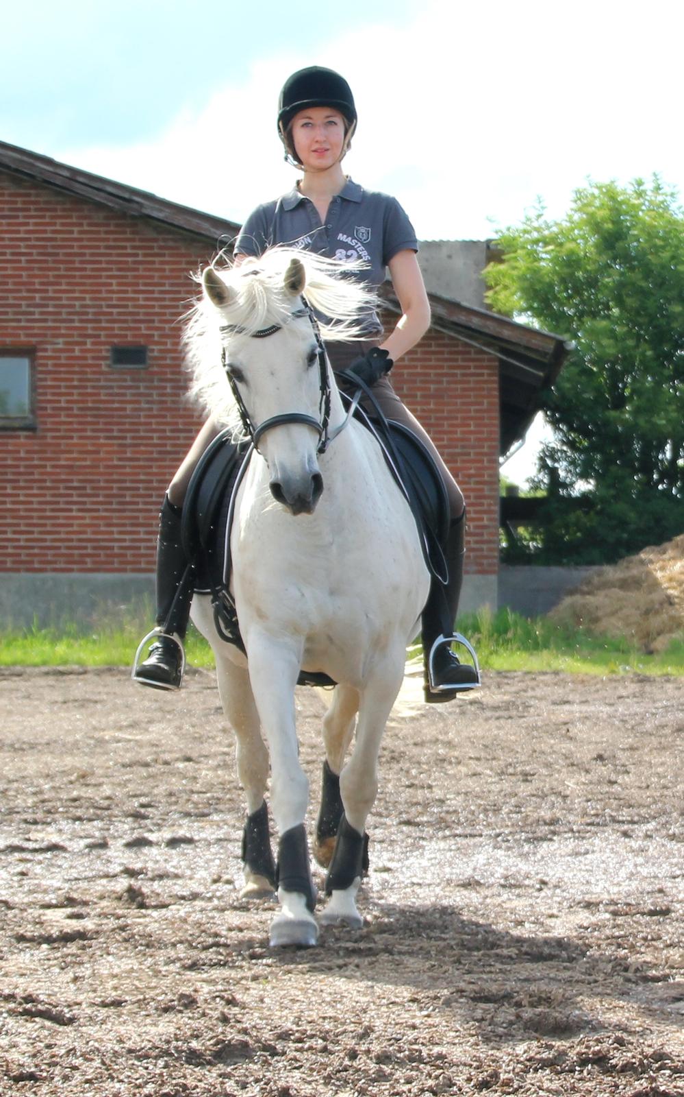 Anden særlig race My Silver Lady billede 3