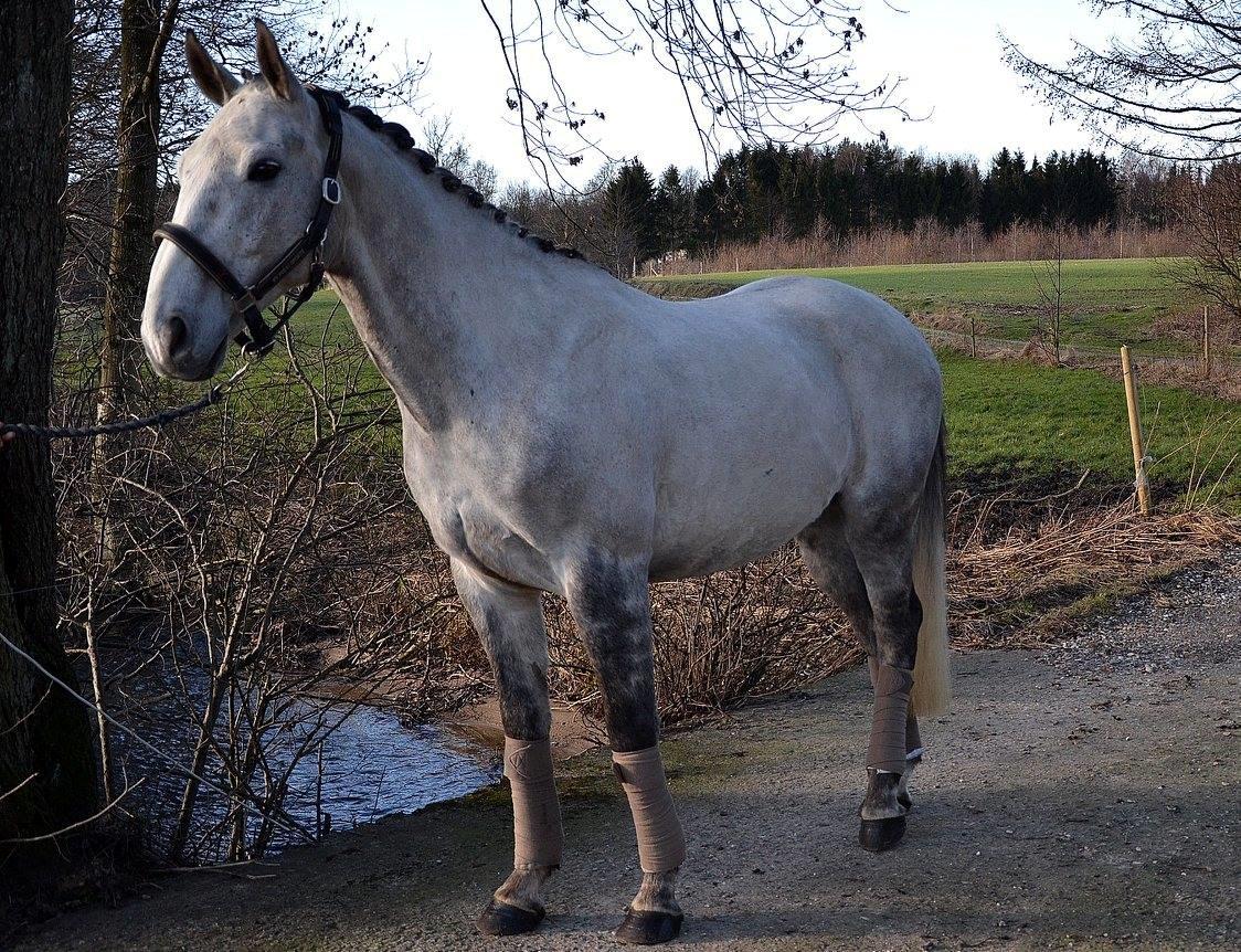 Anden særlig race Iversen's Malik "SOLGT" billede 10