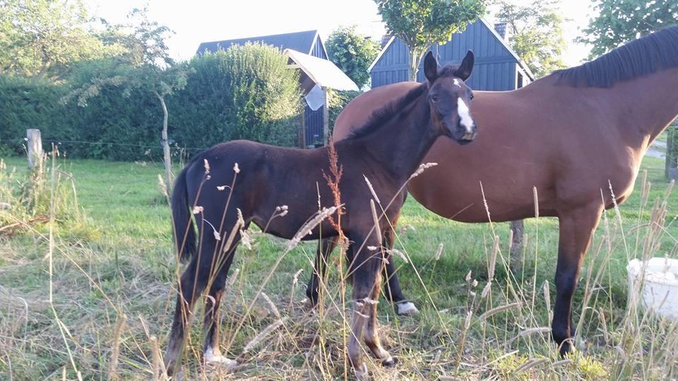 Dansk Varmblod Guldhøjs miss free billede 1