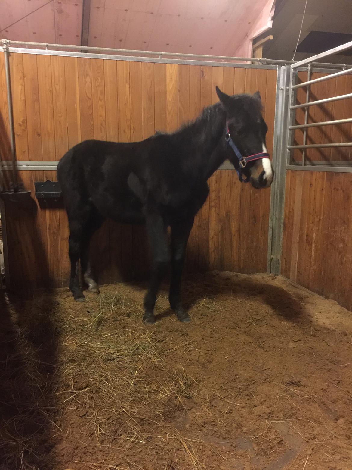 Dansk Varmblod Guldhøjs miss free billede 2