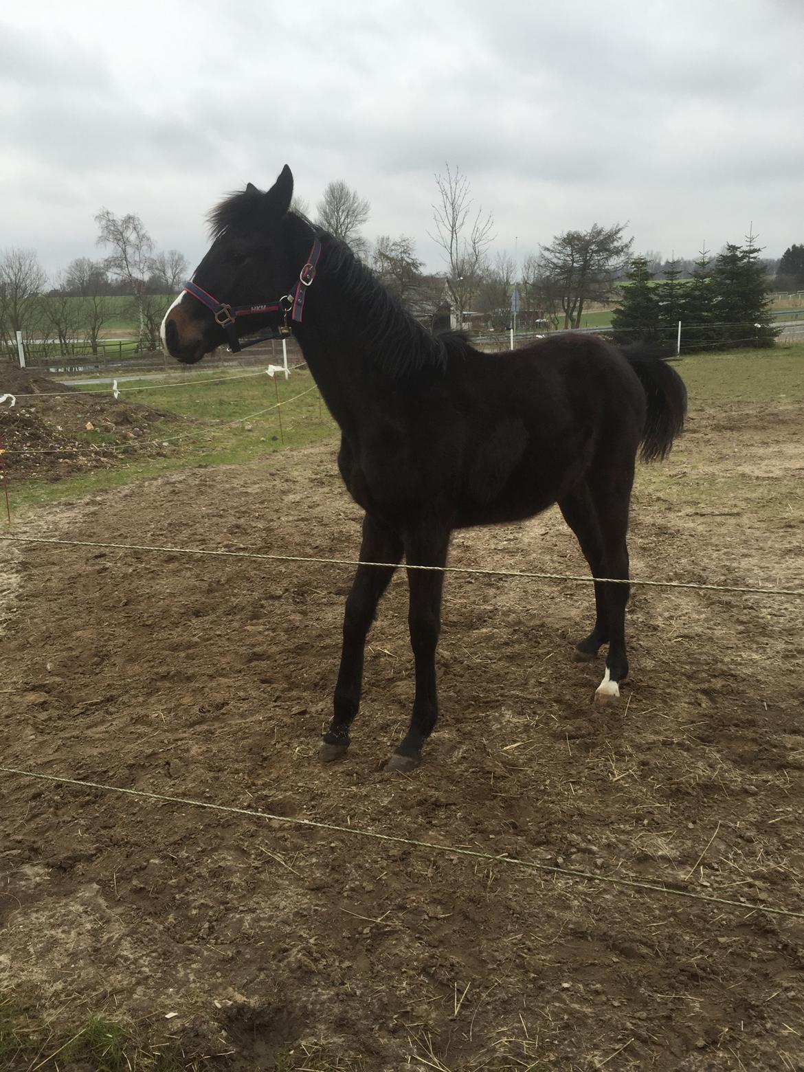 Dansk Varmblod Guldhøjs miss free billede 4