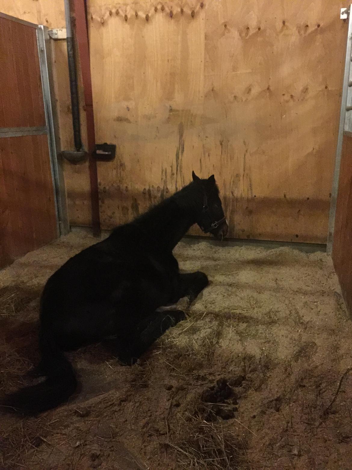 Dansk Varmblod Guldhøjs miss free billede 3