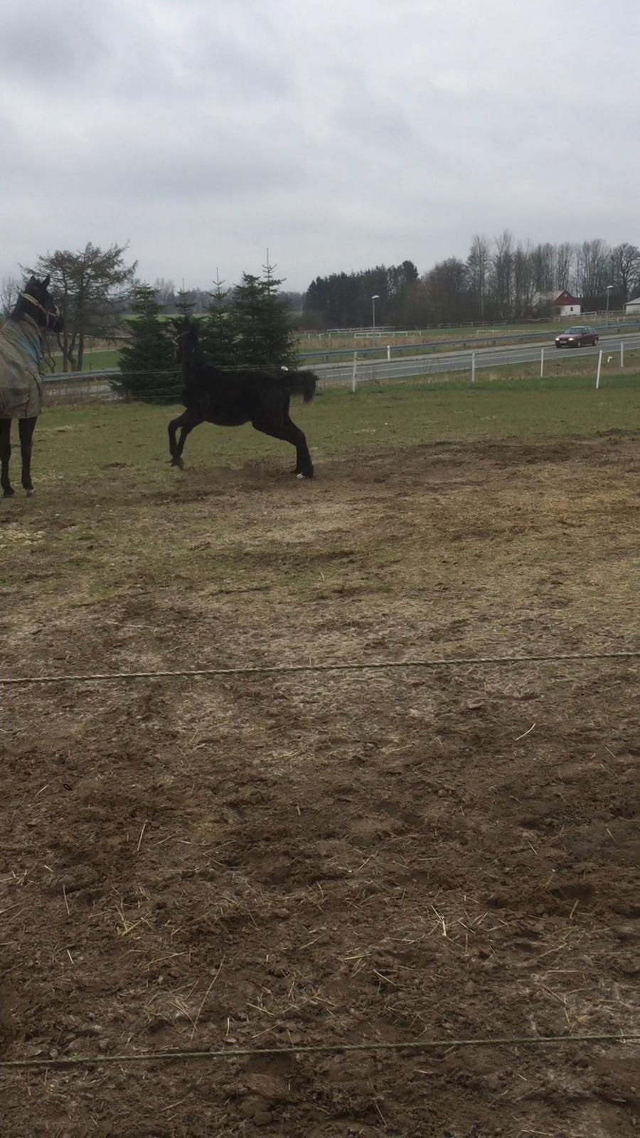 Dansk Varmblod Guldhøjs miss free billede 6