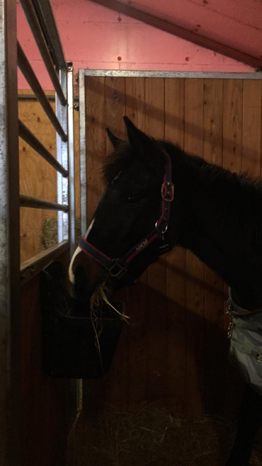 Dansk Varmblod Guldhøjs miss free billede 7