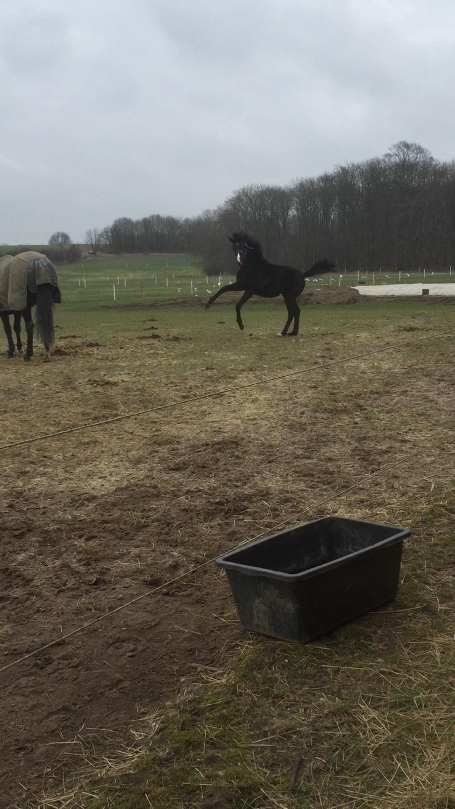 Dansk Varmblod Guldhøjs miss free billede 5