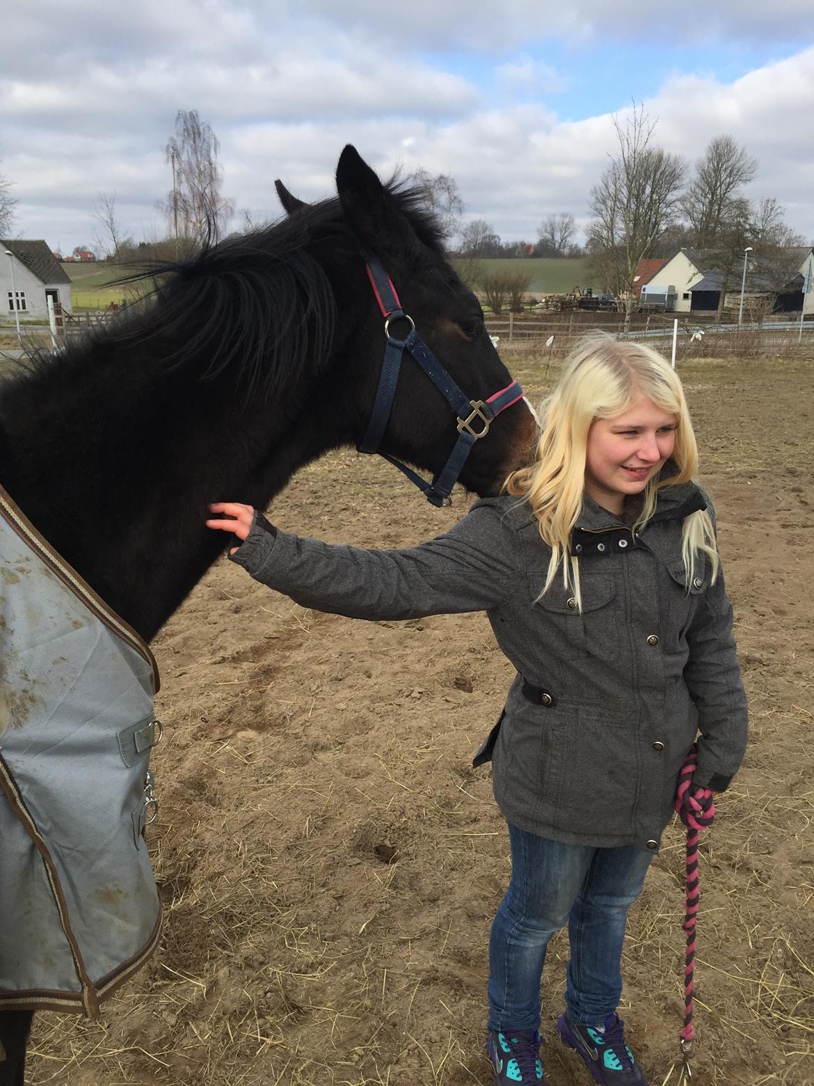 Dansk Varmblod Guldhøjs miss free billede 8