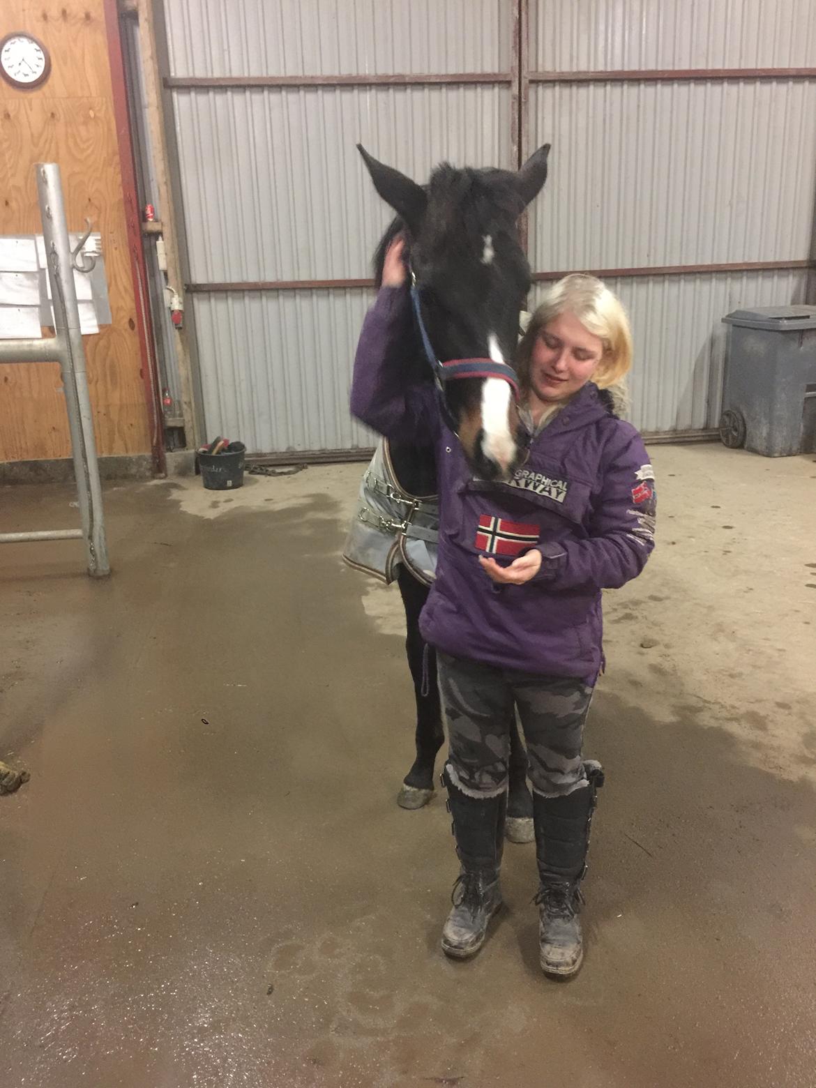 Dansk Varmblod Guldhøjs miss free billede 10