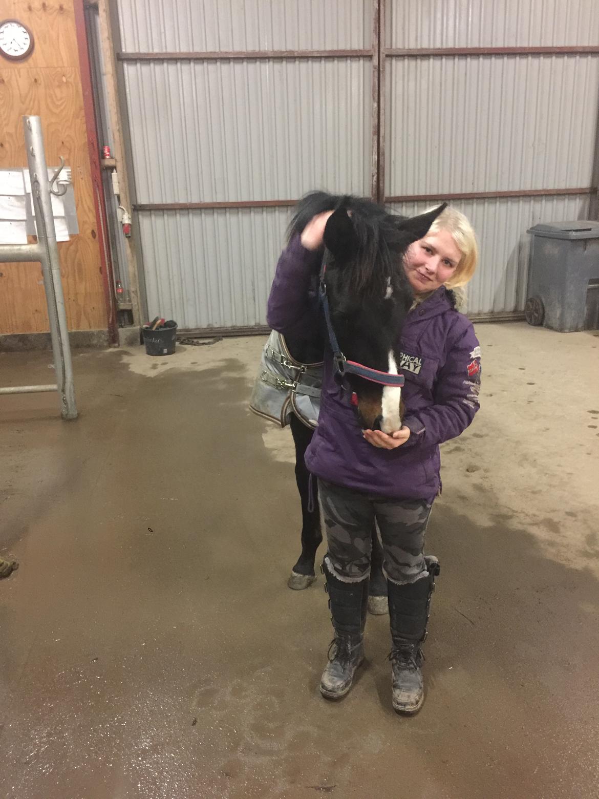 Dansk Varmblod Guldhøjs miss free billede 11