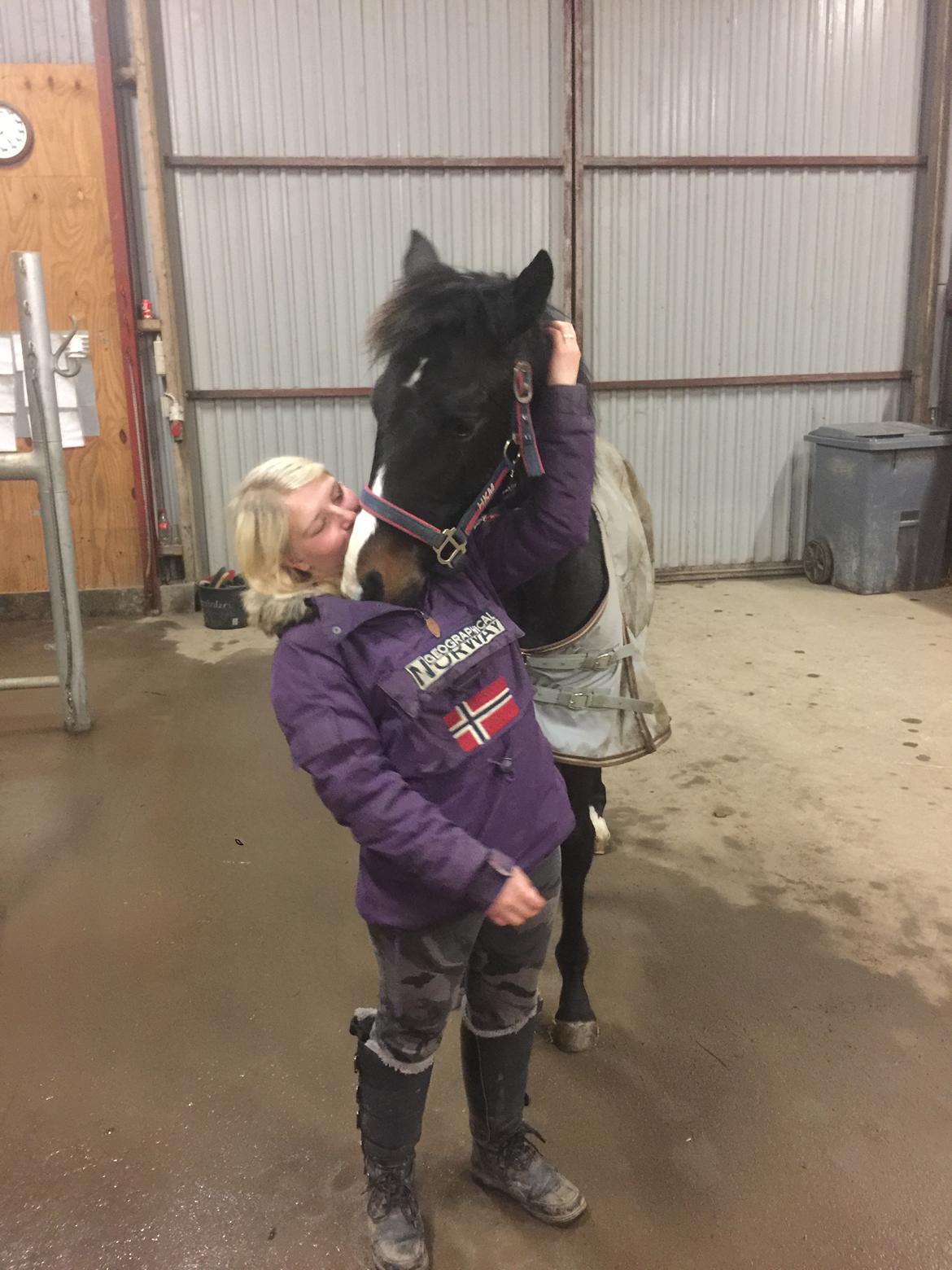 Dansk Varmblod Guldhøjs miss free billede 9