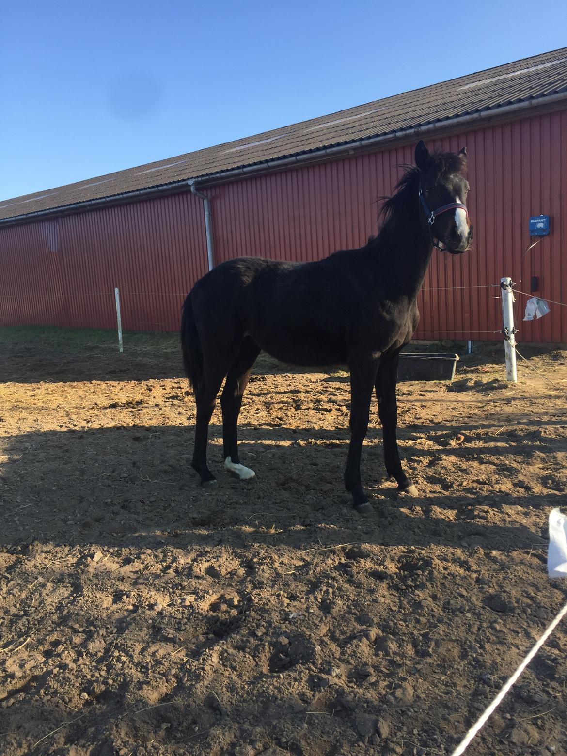 Dansk Varmblod Guldhøjs miss free billede 13