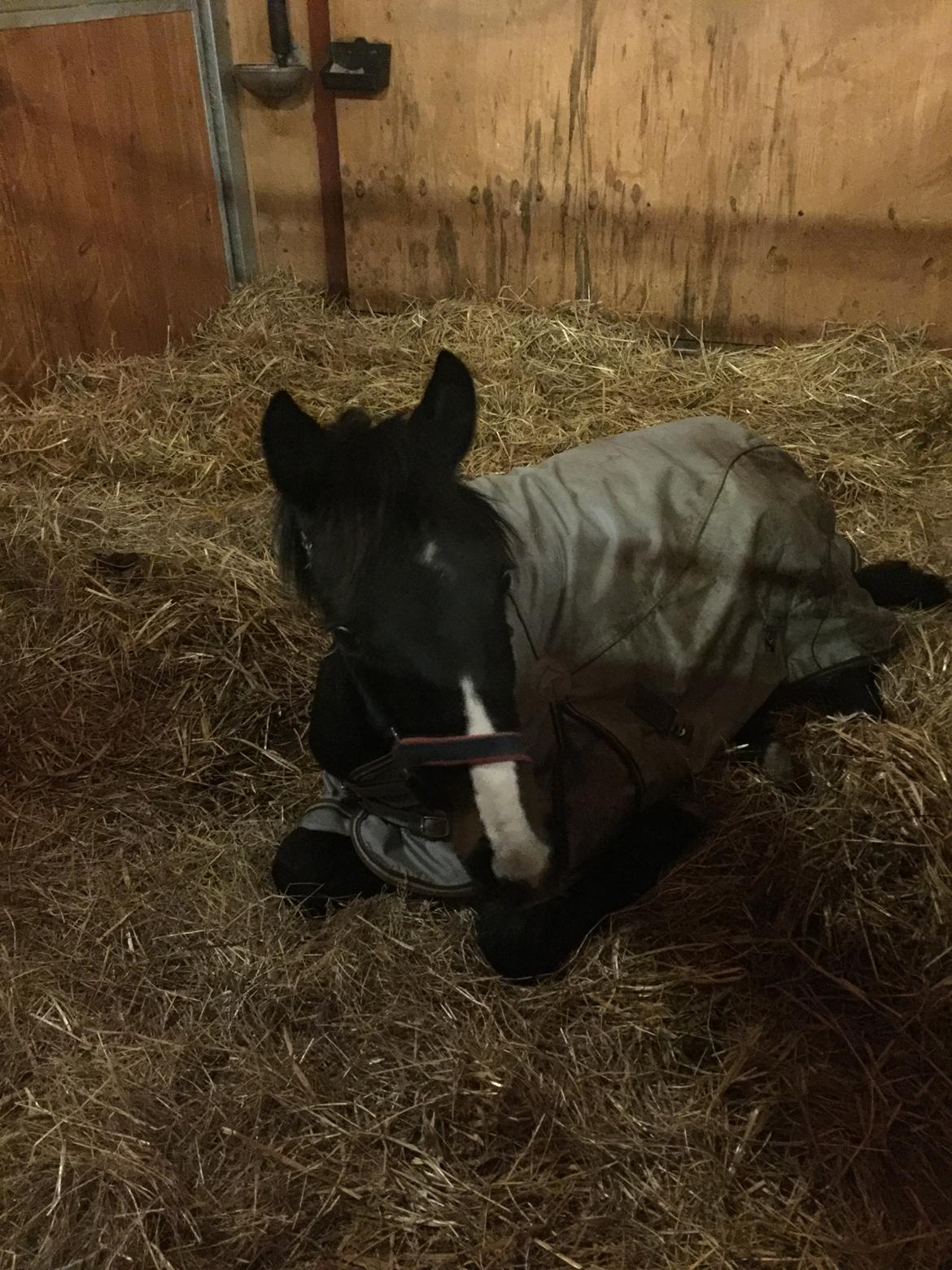 Dansk Varmblod Guldhøjs miss free billede 12