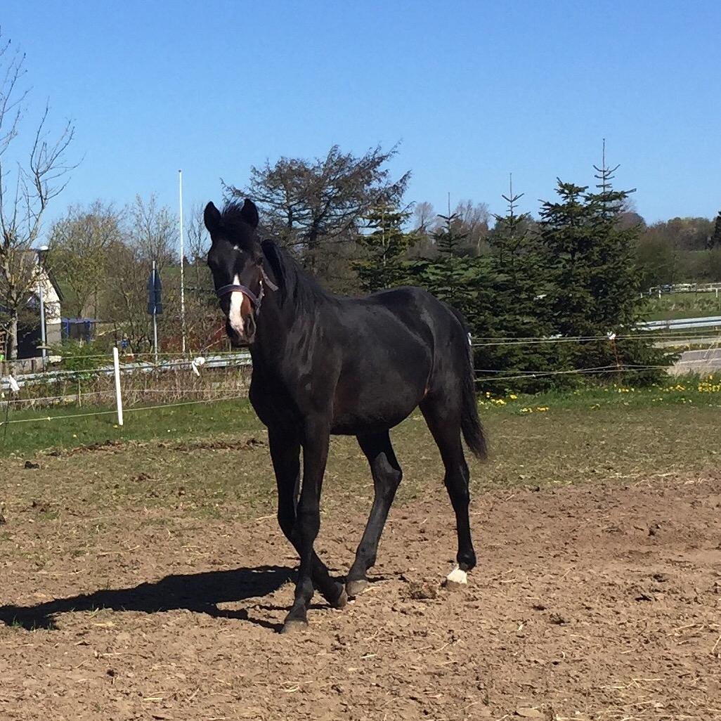 Dansk Varmblod Guldhøjs miss free billede 14