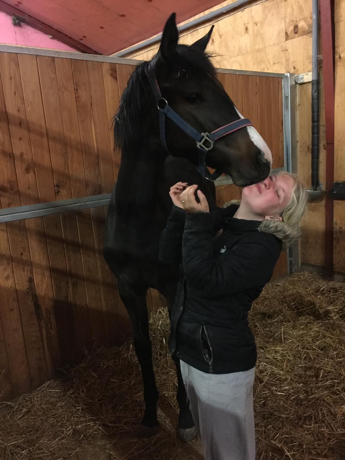 Dansk Varmblod Guldhøjs miss free billede 15