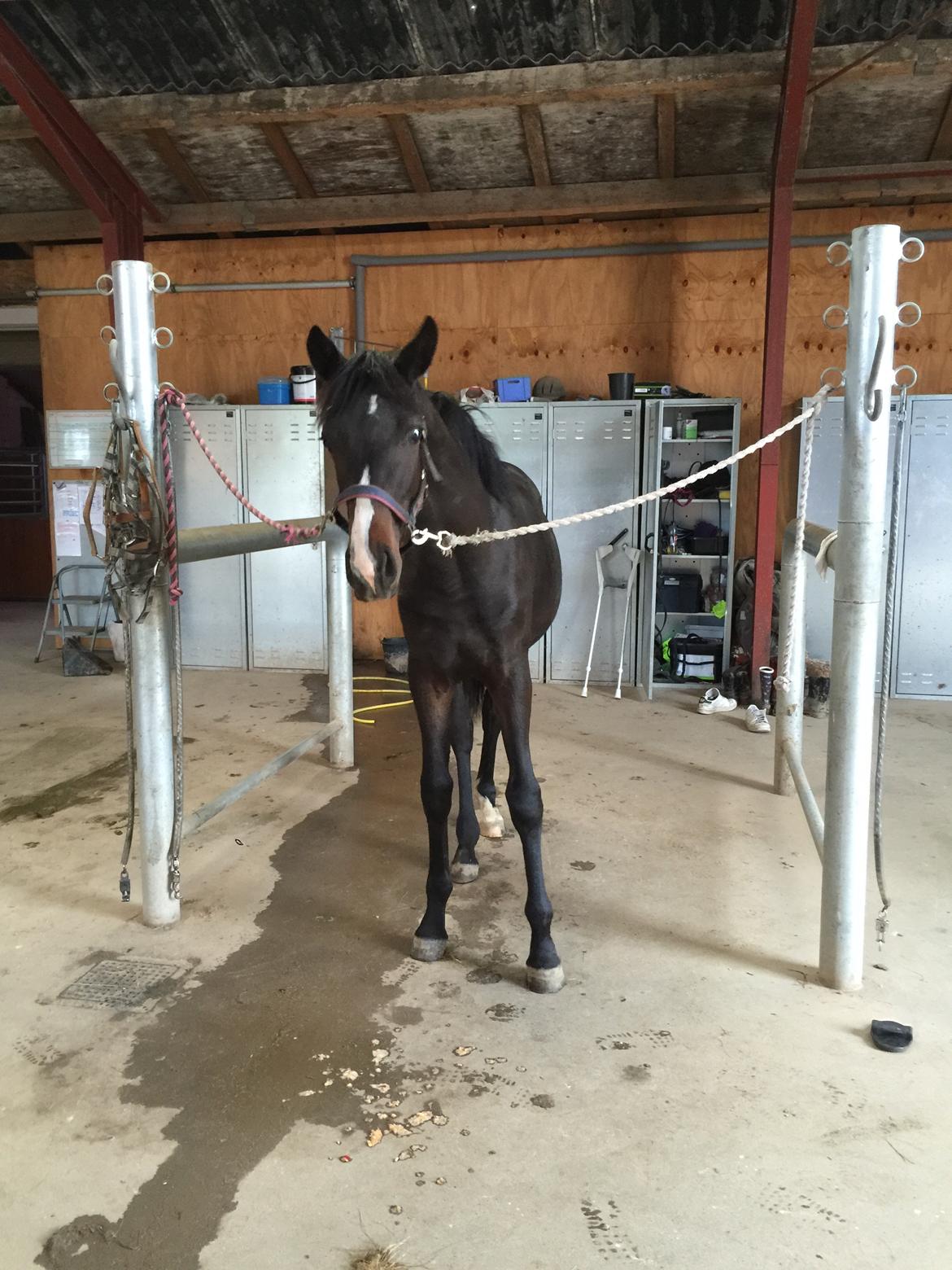 Dansk Varmblod Guldhøjs miss free billede 17