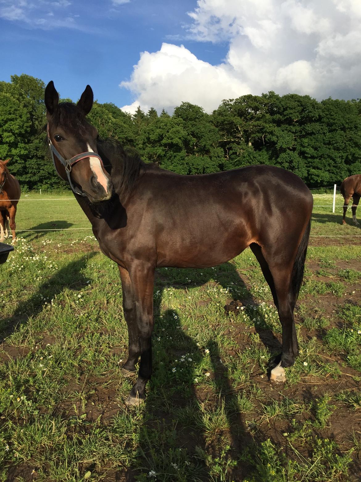 Dansk Varmblod Guldhøjs miss free billede 16