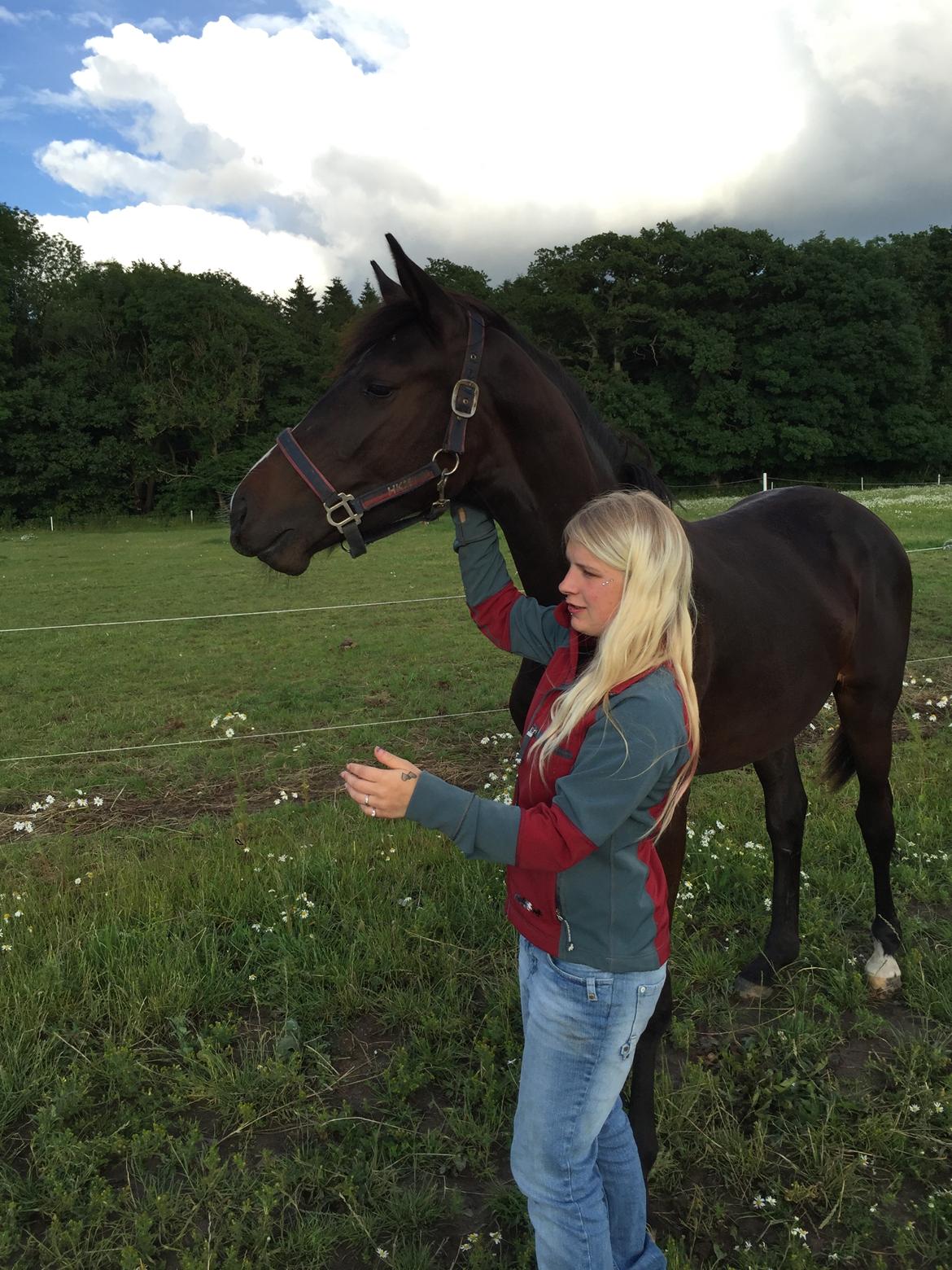 Dansk Varmblod Guldhøjs miss free billede 18