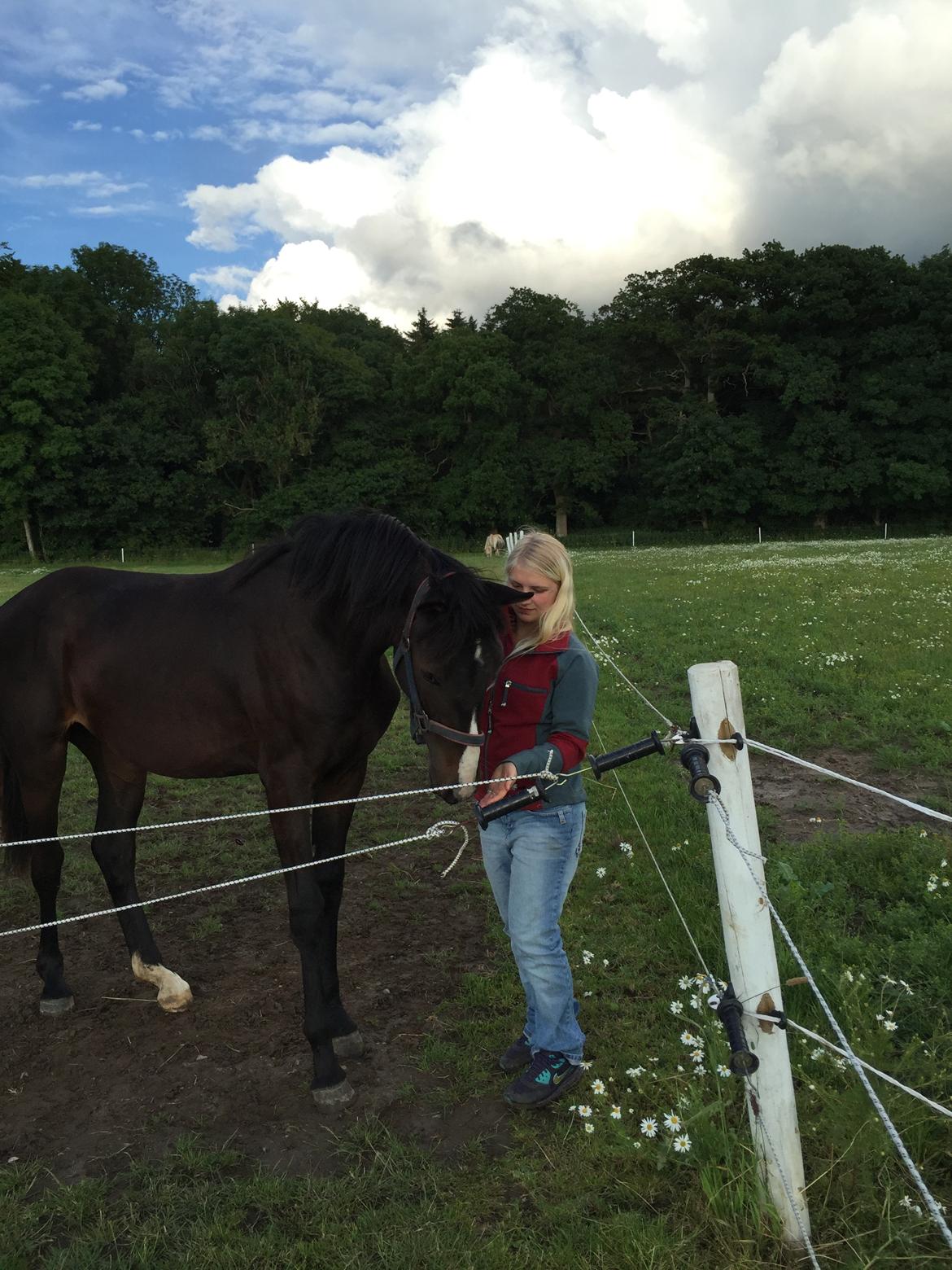 Dansk Varmblod Guldhøjs miss free billede 20