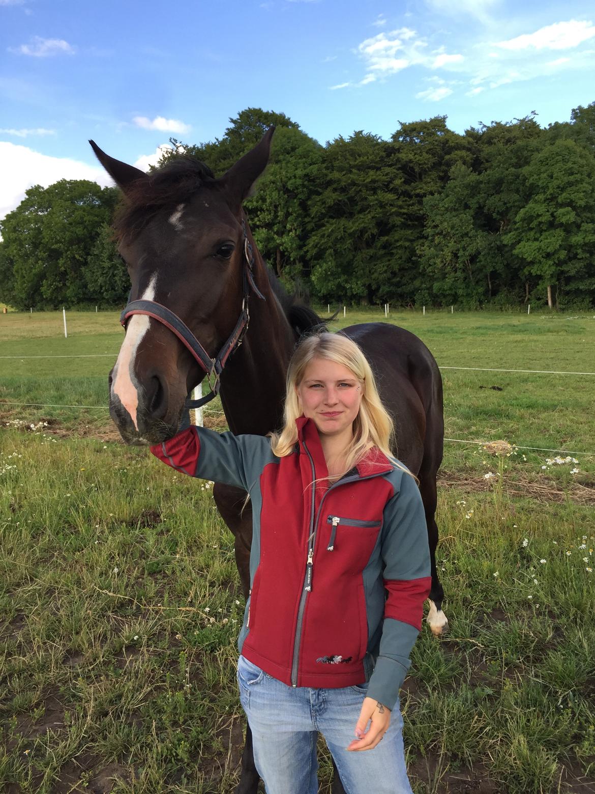 Dansk Varmblod Guldhøjs miss free billede 19