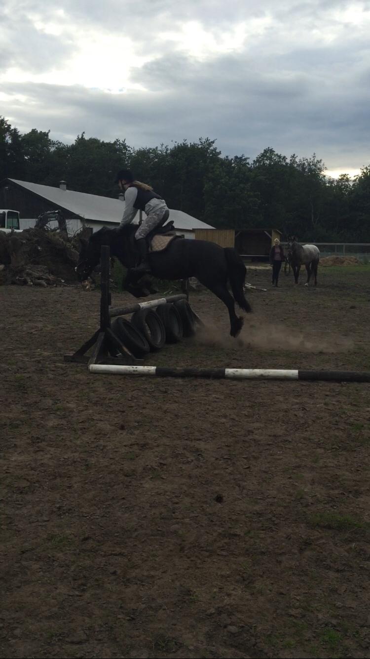 Fell pony Goodshapes Calamity Jane (Jessie) - Vi øver forskeligt fyld, når man kun har et spring må man øve det man kan :D billede 6