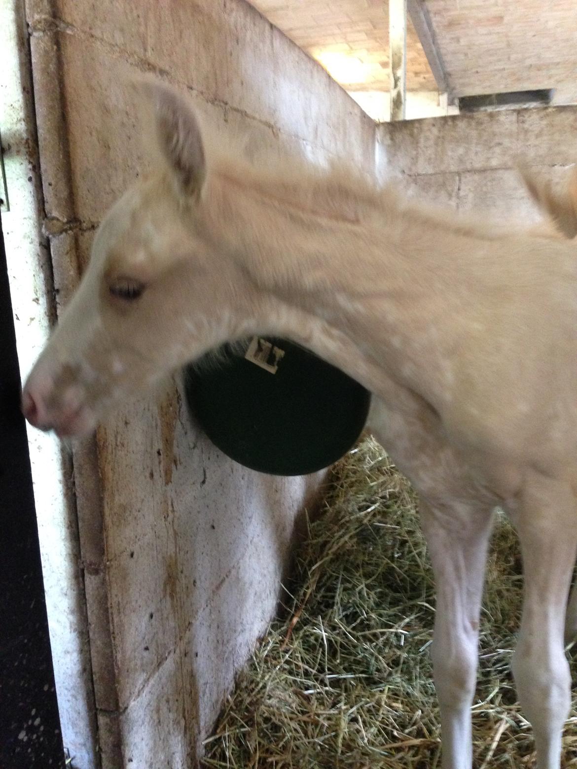 Palomino Margurittens Enya billede 1