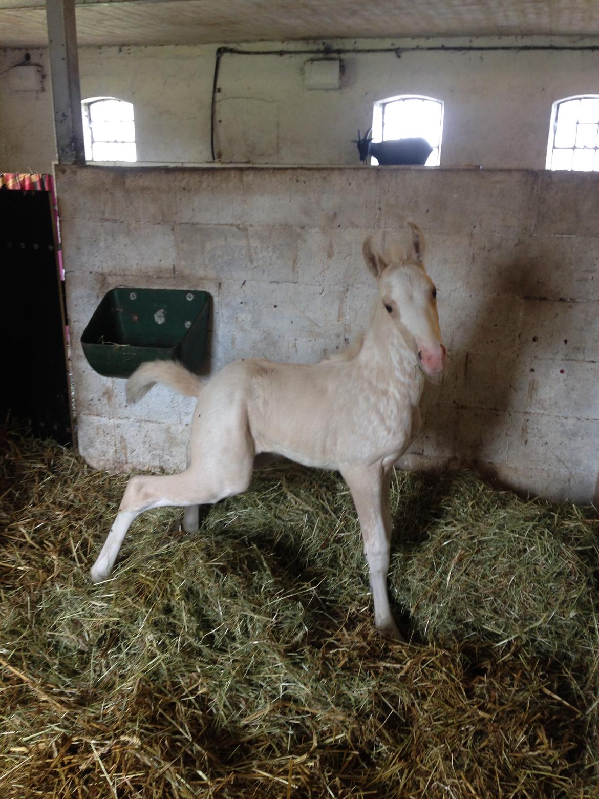 Palomino Margurittens Enya billede 2