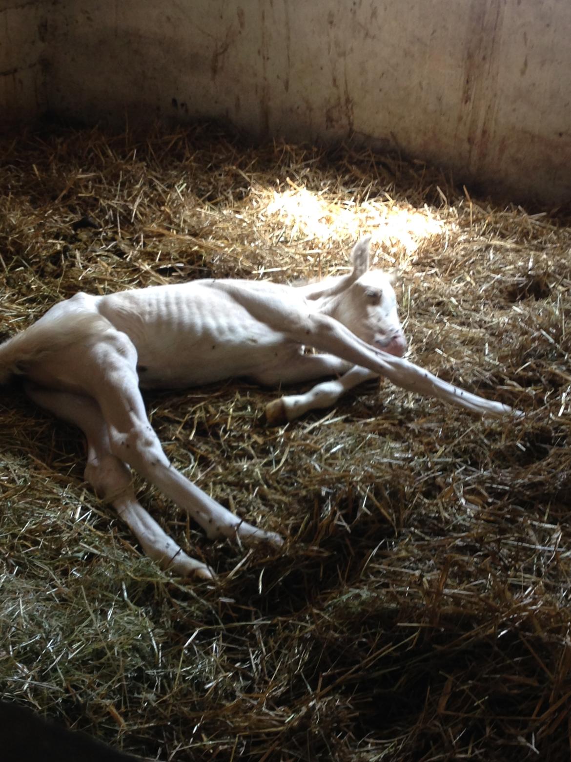 Palomino Margurittens Enya billede 3