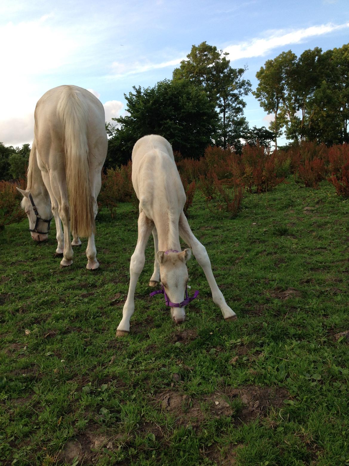 Palomino Margurittens Enya billede 5