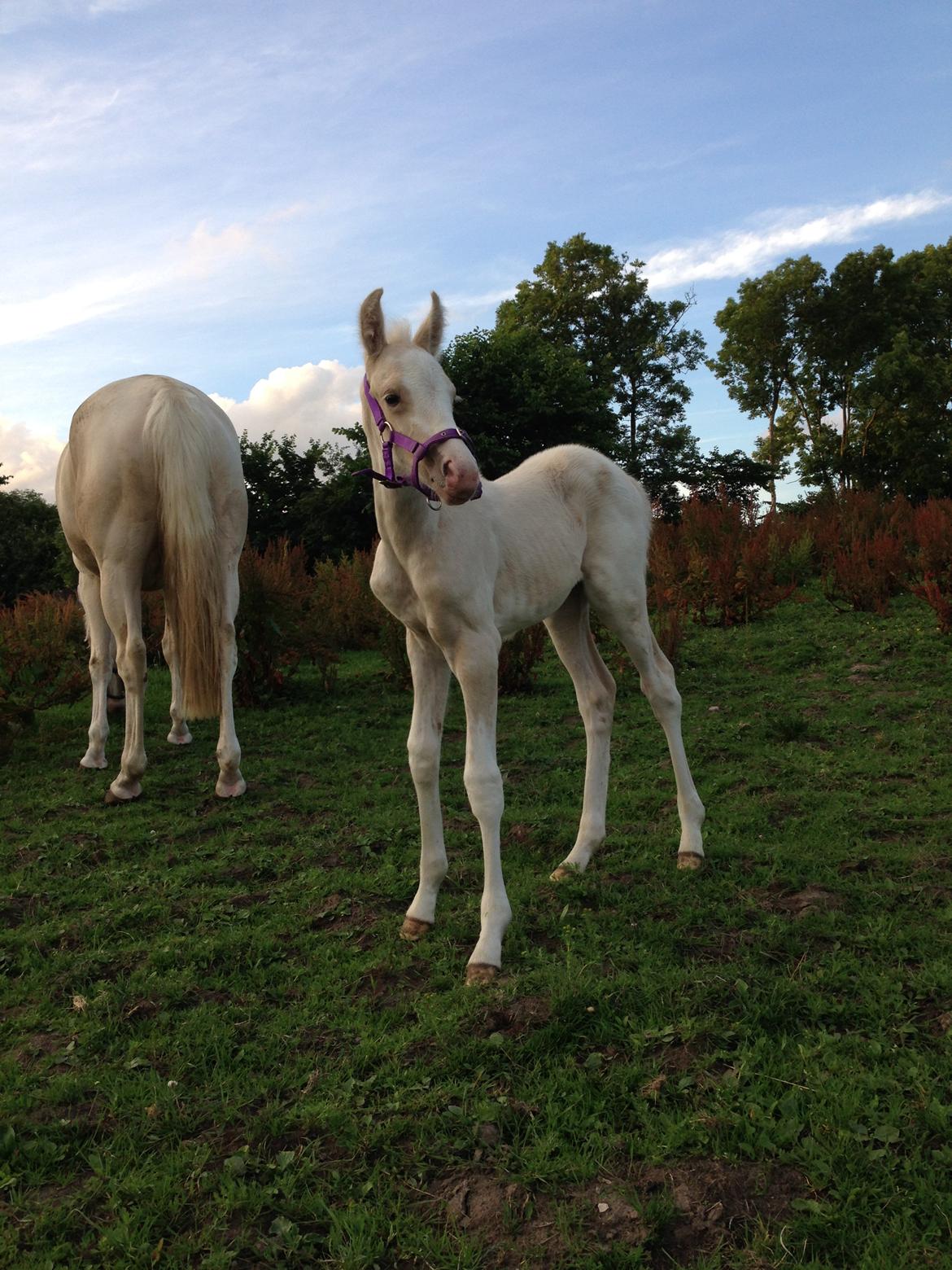 Palomino Margurittens Enya billede 6