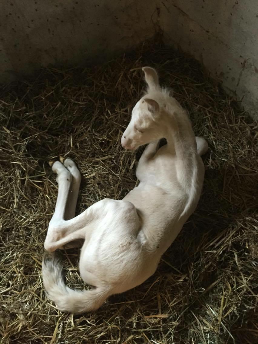 Palomino Margurittens Enya billede 8