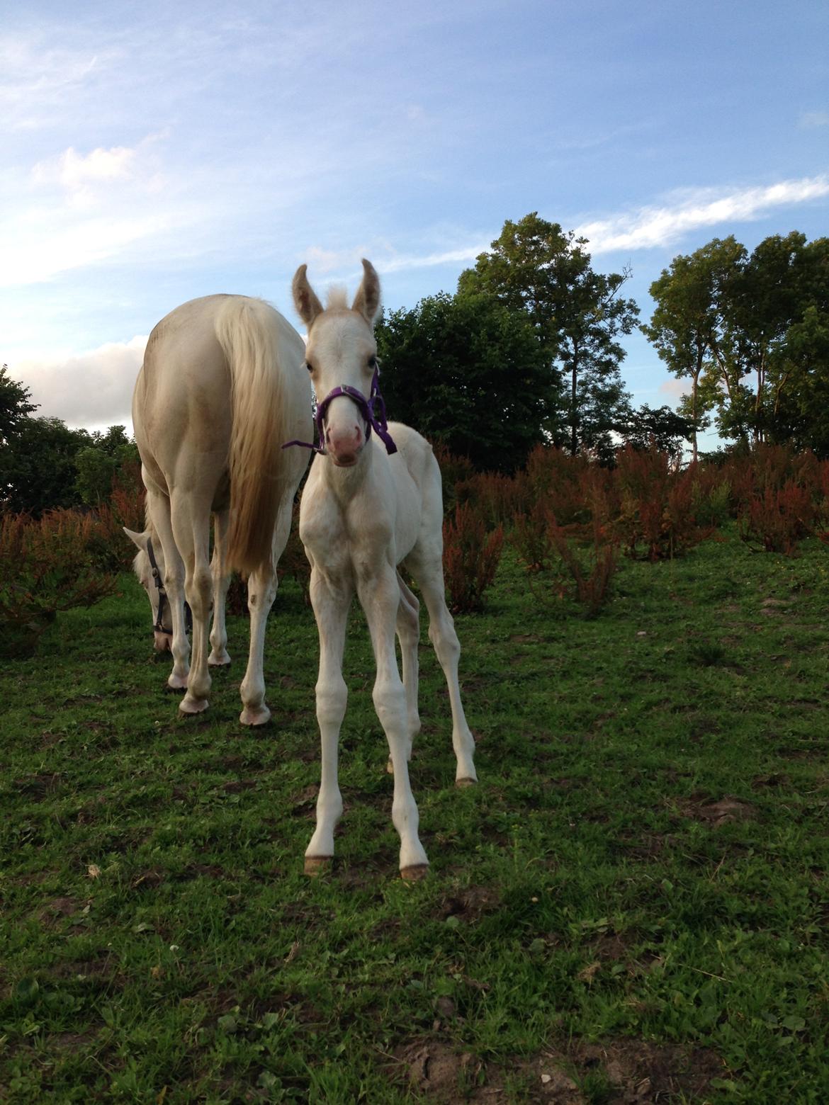 Palomino Margurittens Enya billede 4