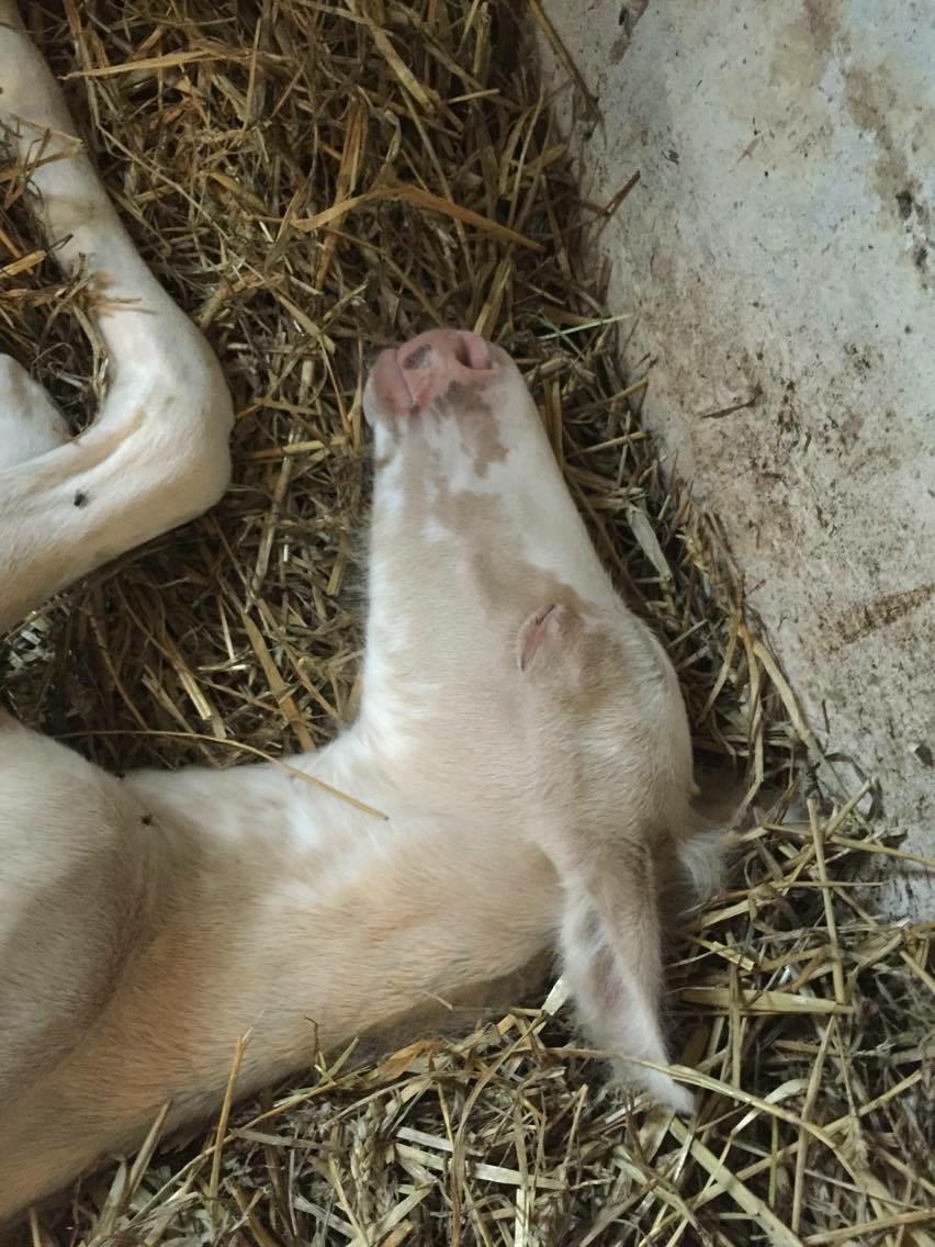 Palomino Margurittens Enya billede 9