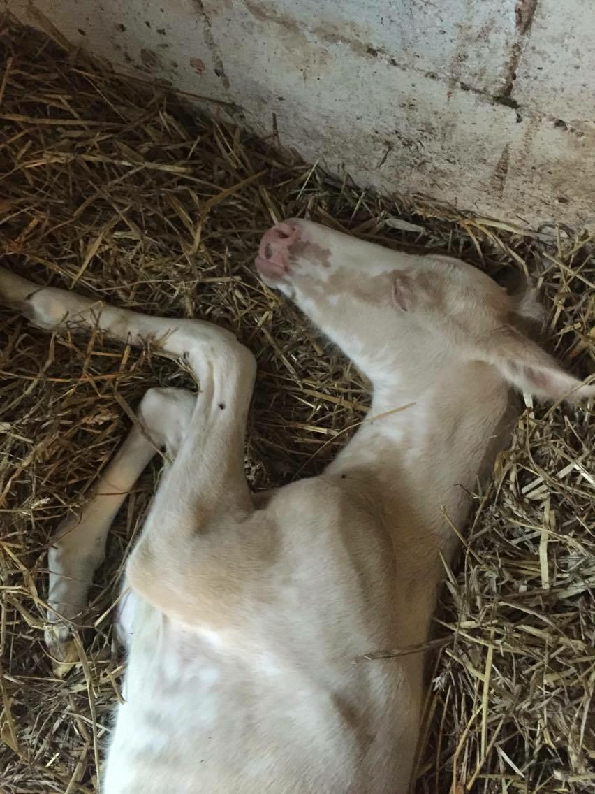 Palomino Margurittens Enya billede 10