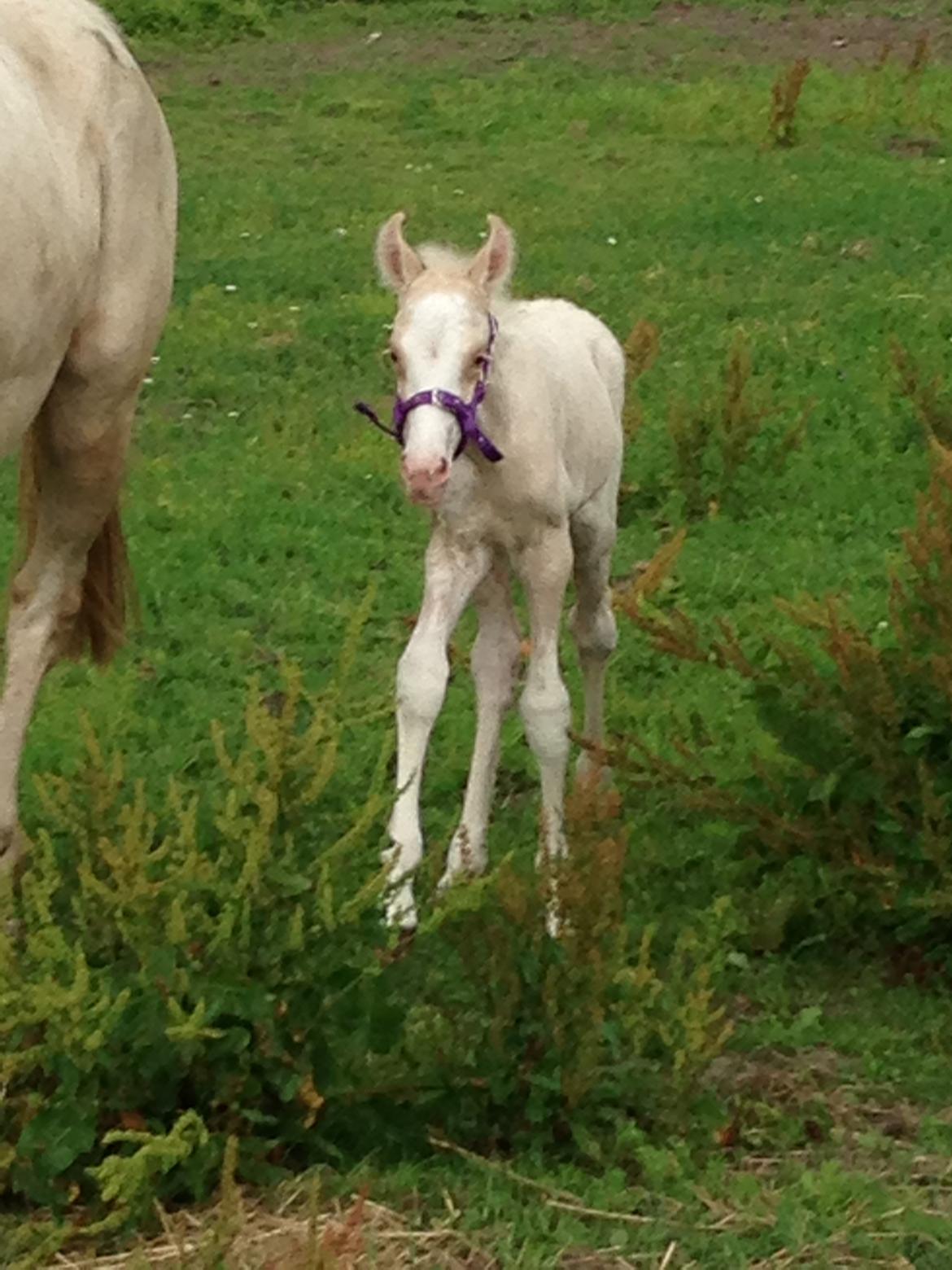 Palomino Margurittens Enya billede 12