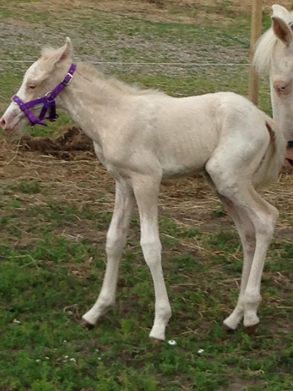 Palomino Margurittens Enya billede 13