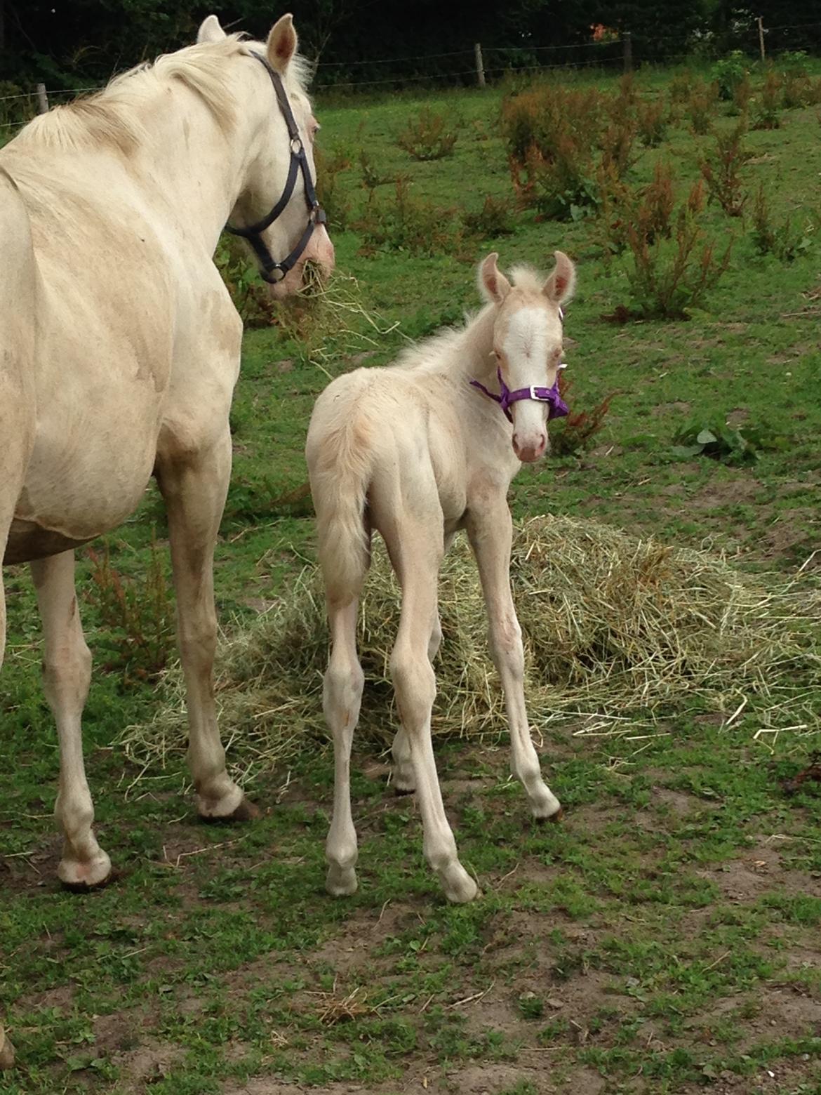 Palomino Margurittens Enya billede 11