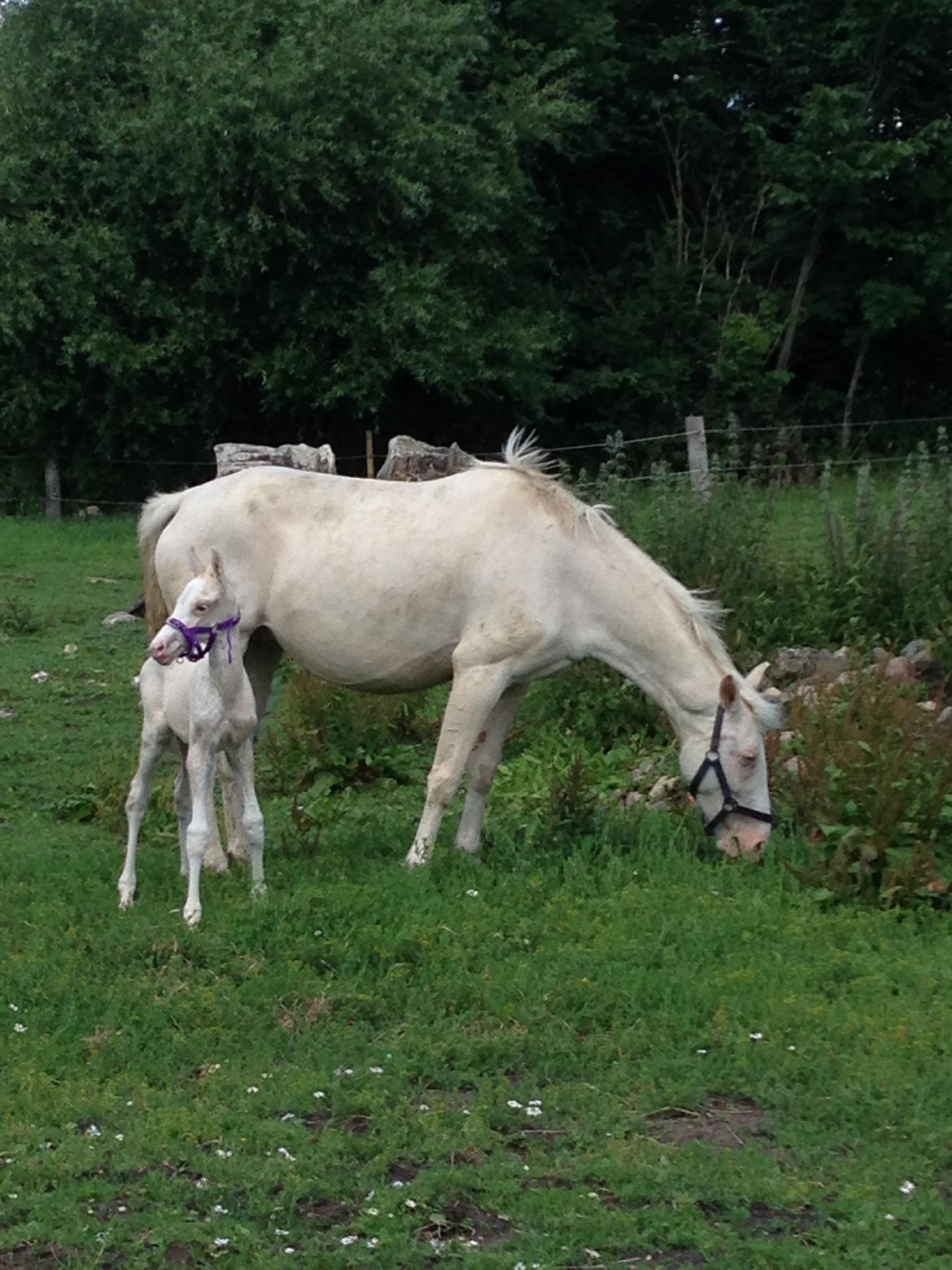 Palomino Margurittens Enya billede 14