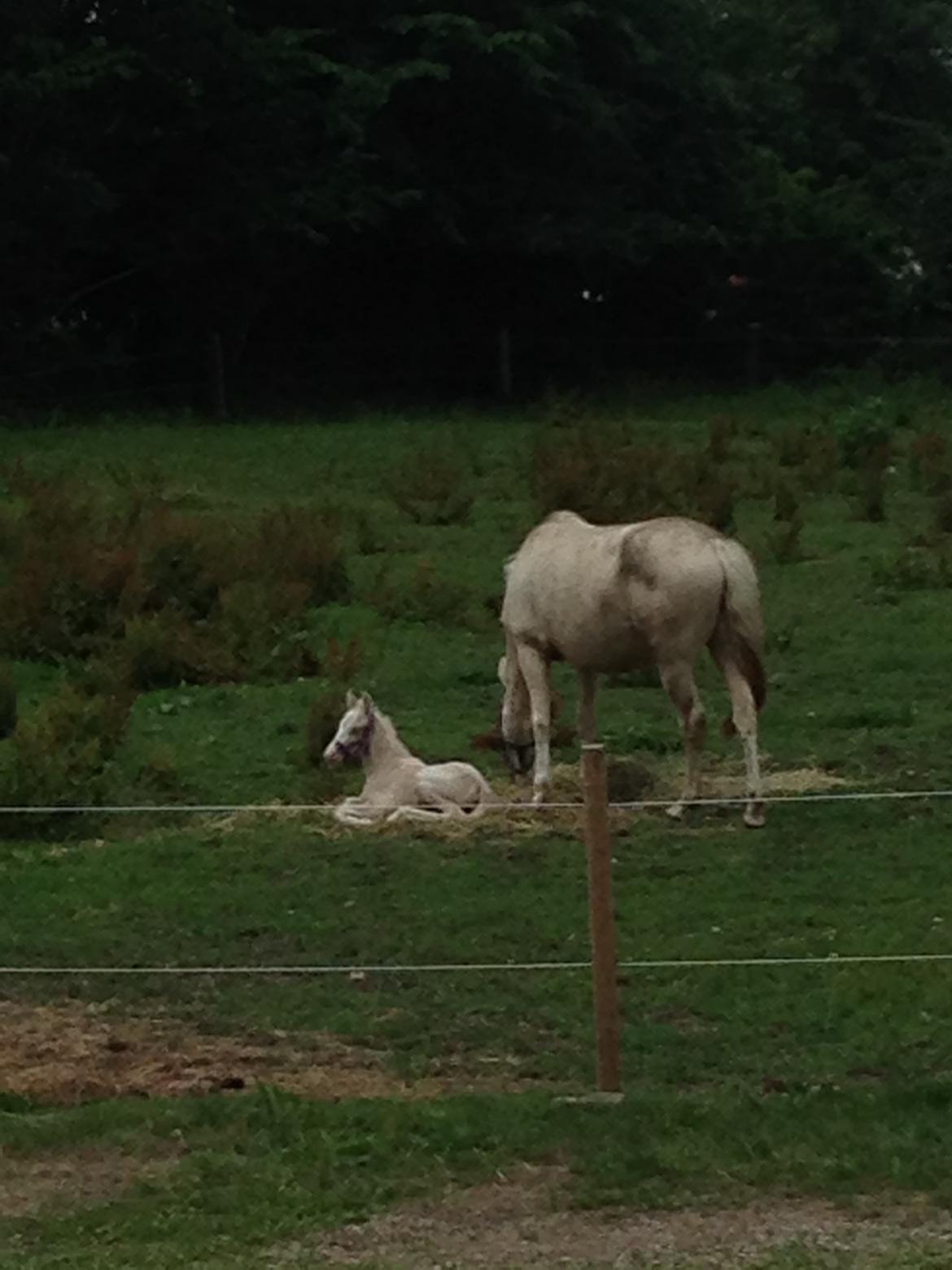 Palomino Margurittens Enya billede 15