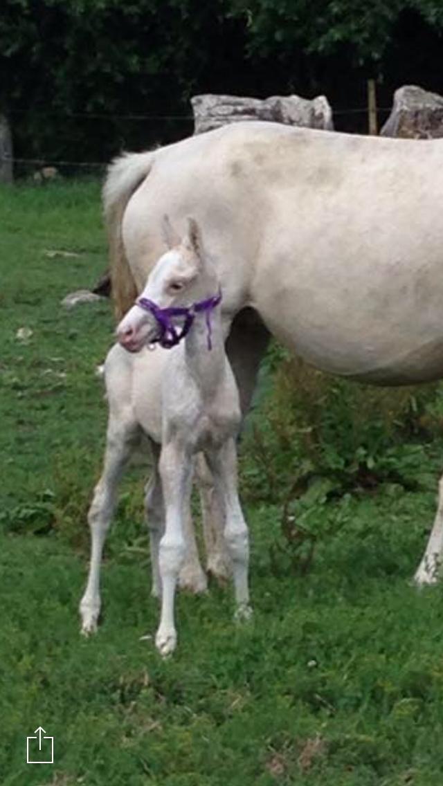 Palomino Margurittens Enya billede 16