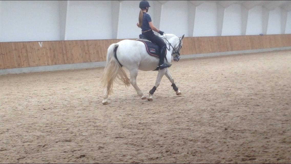 Anden særlig race Torpegaards Maddy billede 8